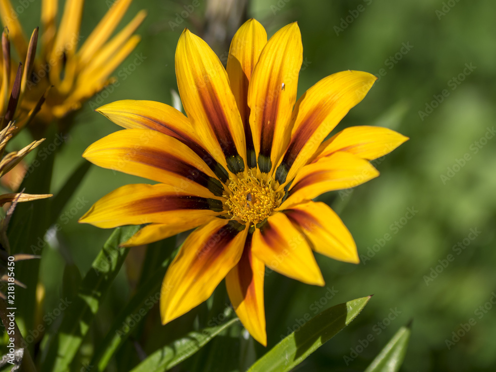 Gazania rigens. Gazanies Gazania rigens. Gazanies