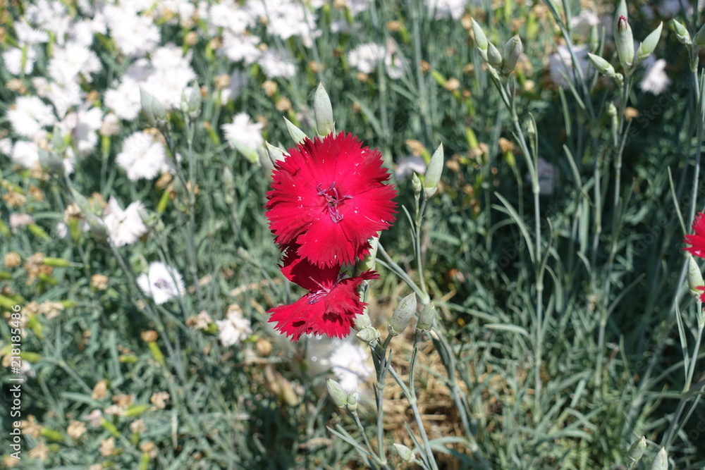 Obraz premium Close shot of red flower of Dianthus