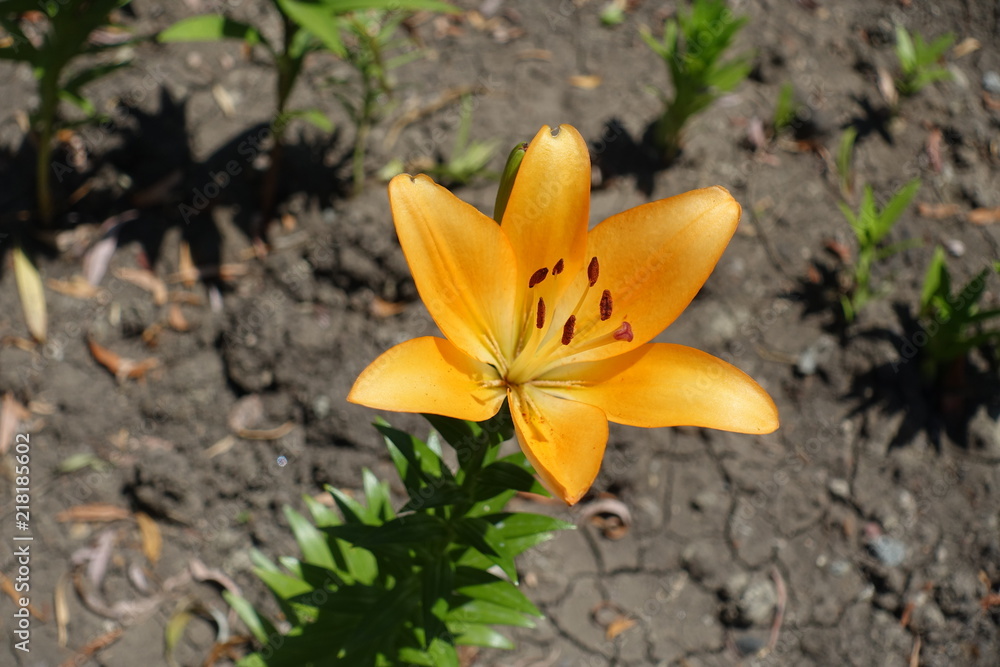 One orange flower of lily in June One orange flower of lily in June