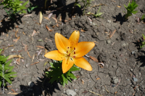 Top view of one orange flower of lily