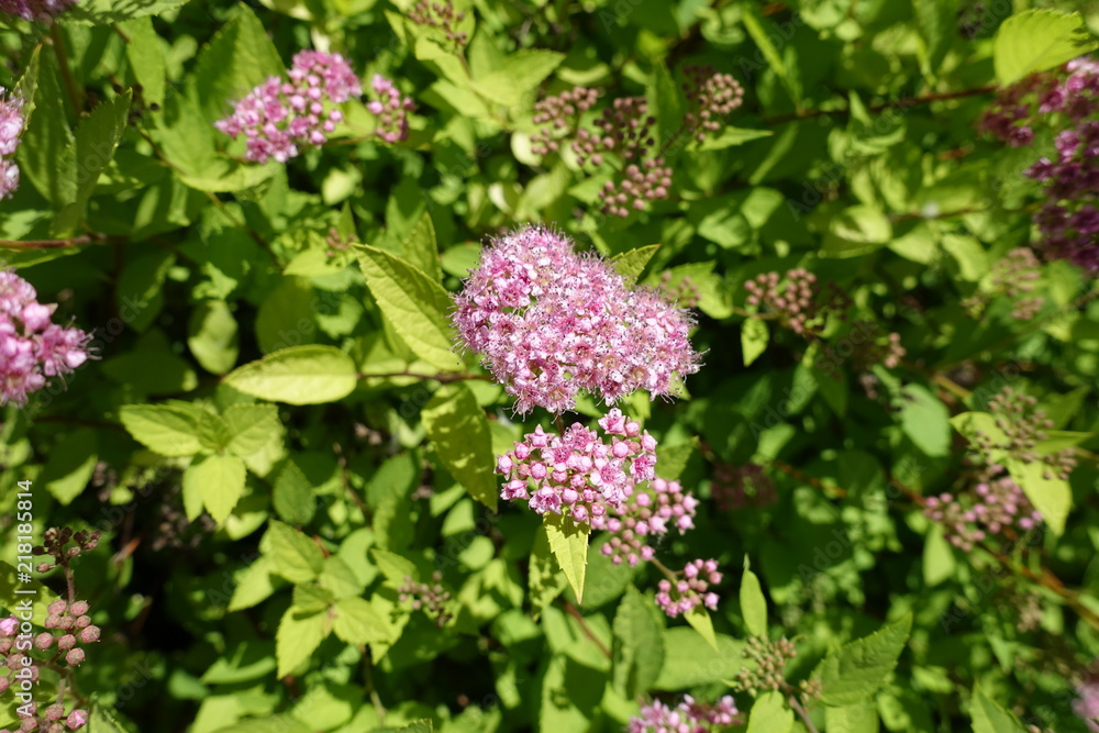 Close shot of pink flowers of Spiraea japonica Close shot of pink flowers of Spiraea japonica