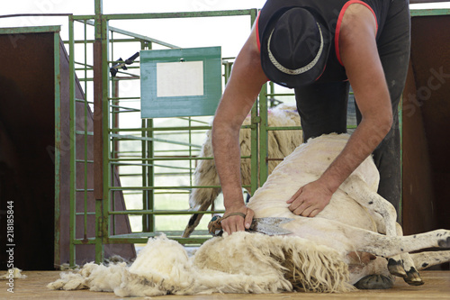 Foto Man shearing a churra sheep (an ancient Iberian breed from Castile and Leon, Spa