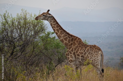 Giraffa a spasso nella savana sudafricana