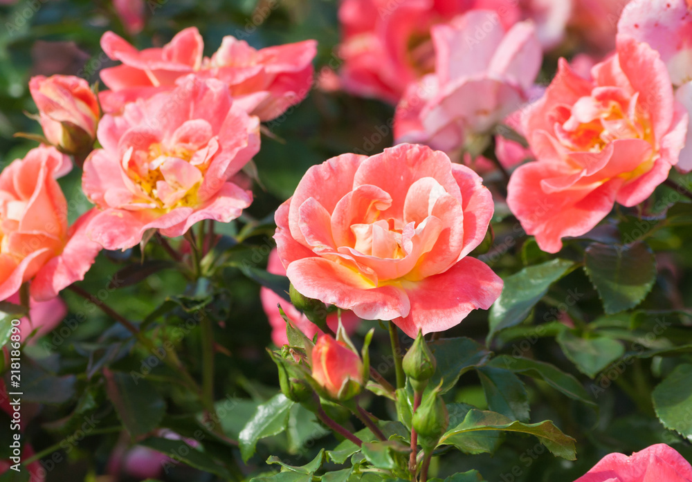 rose flower grade airbrush, a beautiful orange-pink rose of medium-sized  flower, in the color of the petals yellow, orange and pink tones, the plant  is surrounded by green foliage, buds Stock Photo