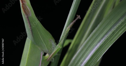 An Oriental longheaded locust eating grass. photo