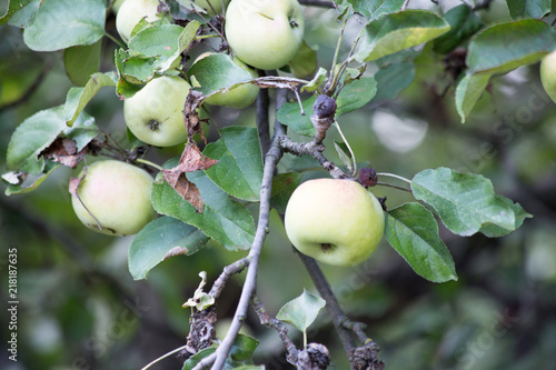 jabłoń, jabłko na drzewie