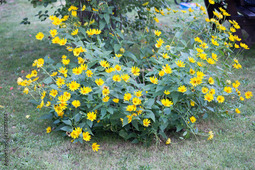 żółte letnie kwiaty
