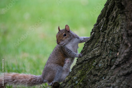A squirrel leaning on the tree trunk with green natural background