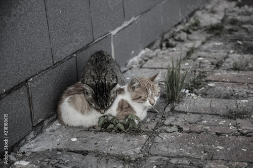 Cats © Юлия Афанасьева