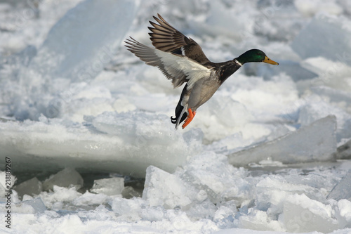 flying wild duck over frozen water