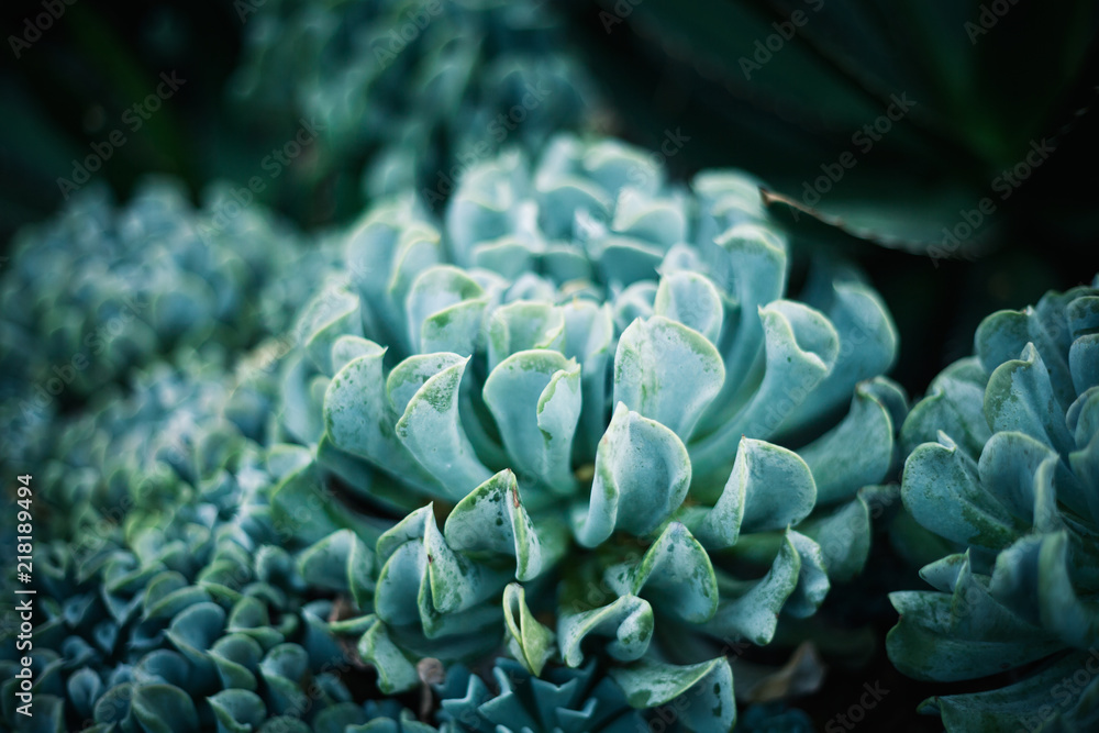 Cactus Natural Background Cactus Natural Background