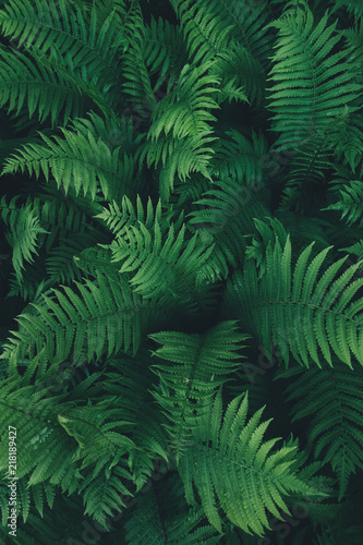 Fern Leaves From Above #218189427