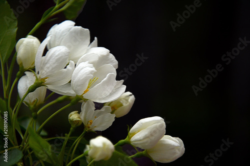 Fototapeta Naklejka Na Ścianę i Meble -  white flowers for frame decoration