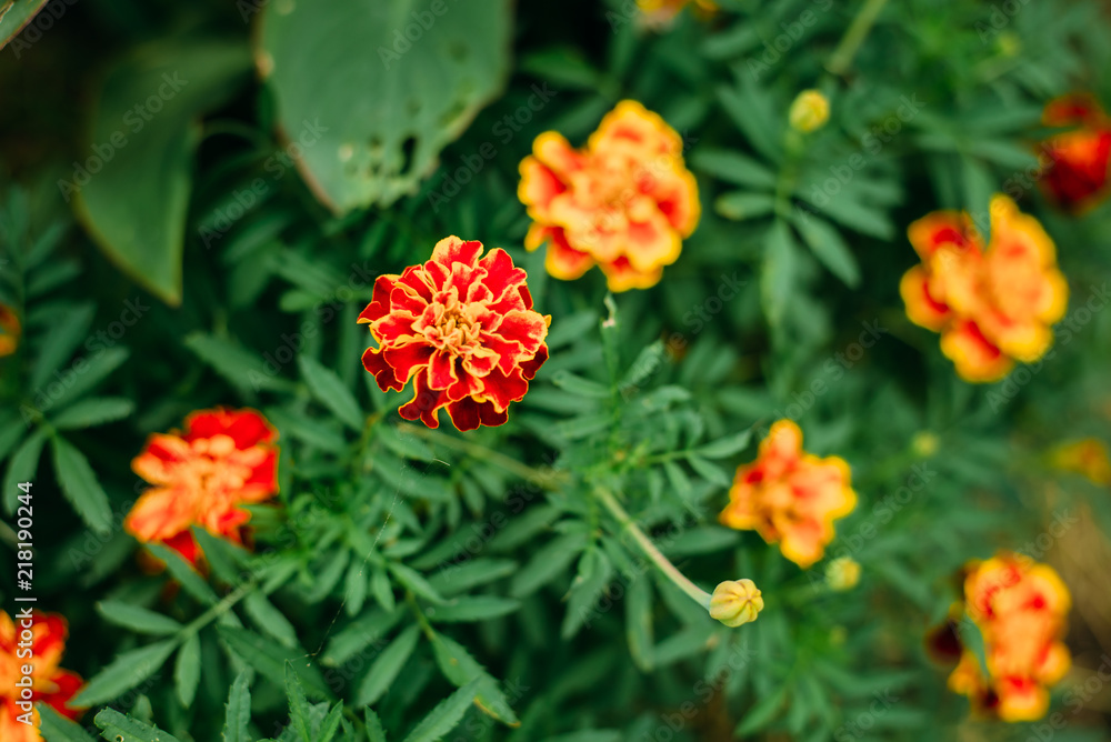 flower, garden, nature, orange, plant, green, marigold, flowers, summer, yellow, red, bloom, blossom, beauty, flora, spring, beautiful, petal, tagetes, floral, field, gardening, color, botany, pink