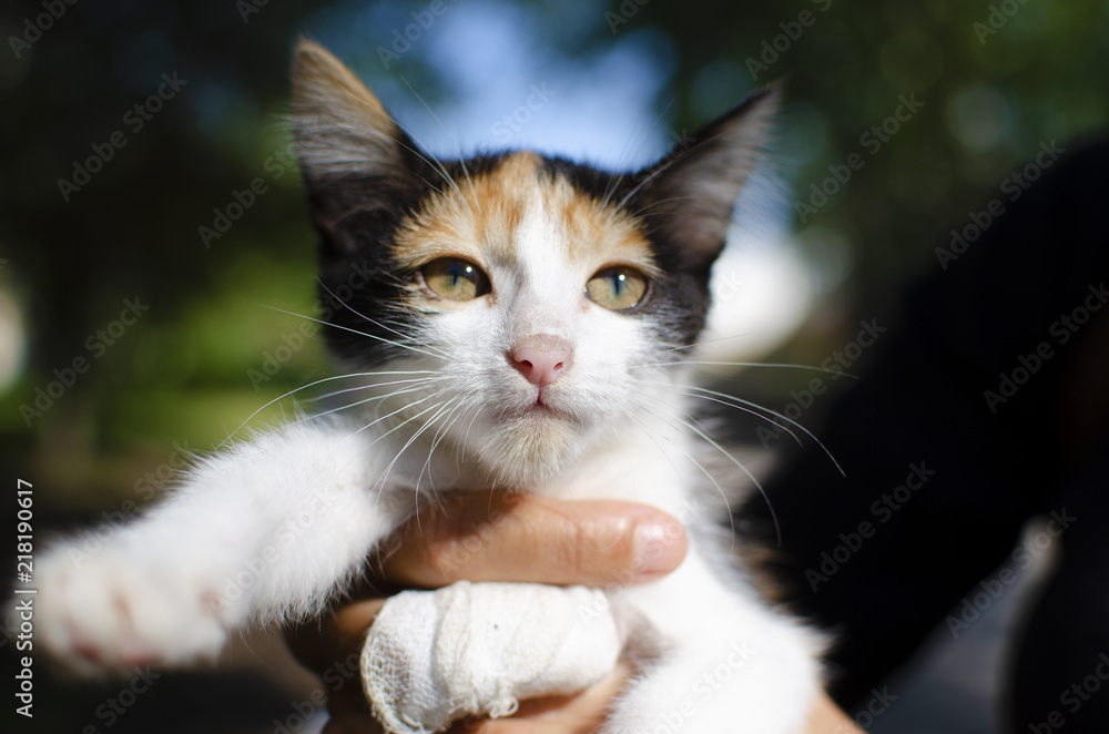 a small kitten is held by the owner with a cut finger