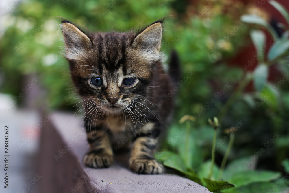A stray kitten hides in the bushes.