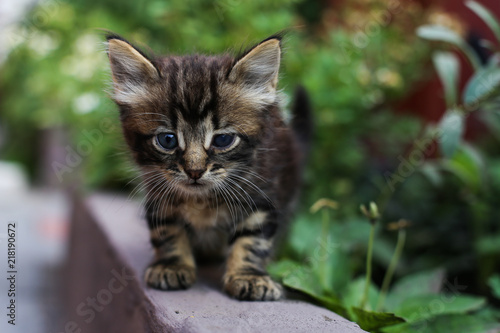 A stray kitten hides in the bushes. © Plutmaverick