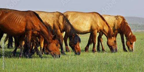  horse grazing grass in the grassland of Mongolia