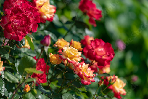 Fototapeta Naklejka Na Ścianę i Meble -  赤と黄色のバラの花