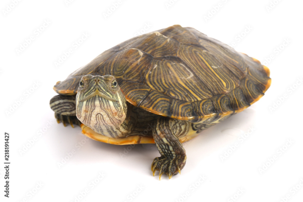 Trachemys Scripta Elegans On White Trachemys Scripta Elegans On White