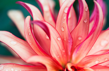 Fotobehang Hotel Roze bloem macro close-up  © faveteart