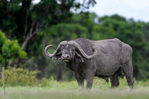 African Buffalo  Syncerus  in Masai Mara  Kenya