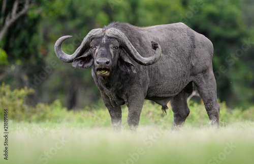 African Buffalo  Syncerus  in Masai Mara  Kenya