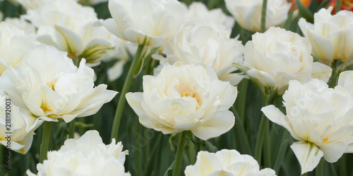 fluffy beautiful white tulips similar to peony blossom in a summer field or in a park