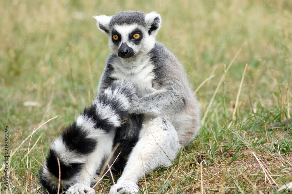 Obraz premium Lemuren Affen in Gefangenschaft im Zoo