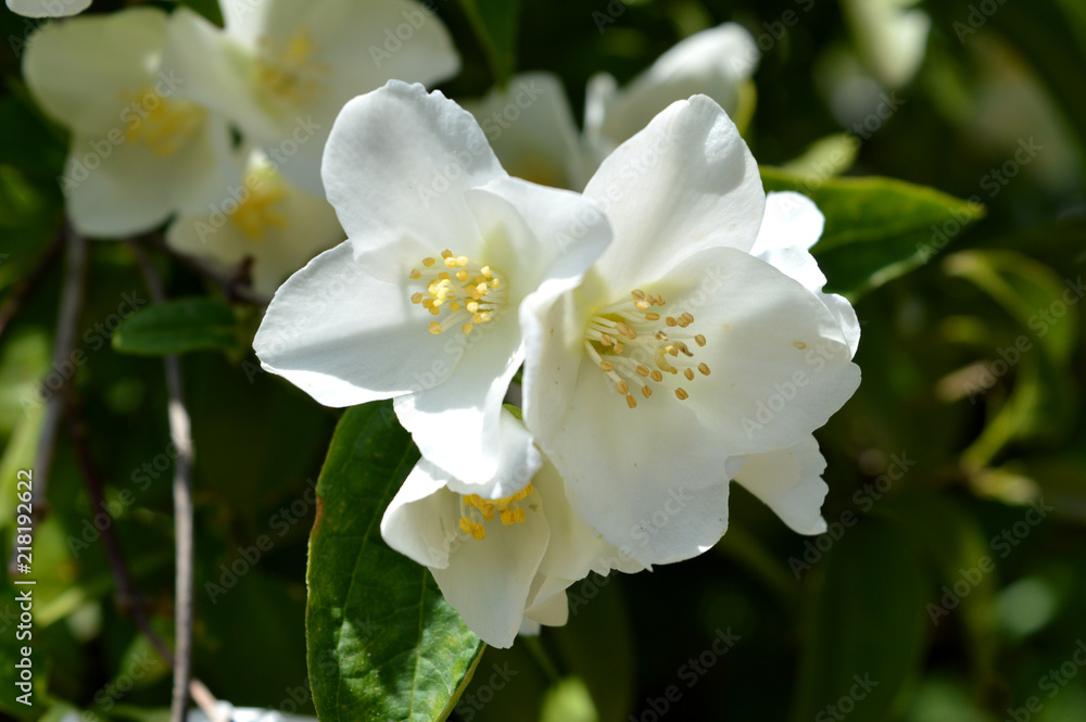 Obraz premium Close-up of Philadelphus Flowers, Mock-Orange, Nature, Macro