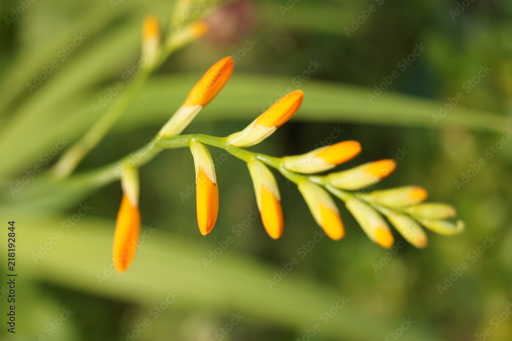 Obraz premium Idylle im Kleinen