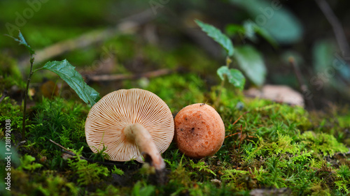lactarius quietus mushroom photo