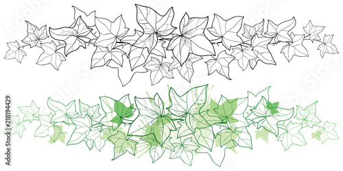 Vector horizontal border of outline bunch Ivy or Hedera vine. Ornate leaf of Ivy in black and pastel green isolated on white background. Climbing contour plant for summer design or coloring book.