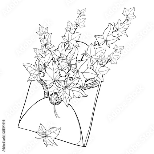 Vector bunch of outline Ivy or Hedera vines in open craft envelope. Ornate leaves of Ivy in black isolated on white background. Perennial climbing plant in contour for summer design or coloring book.