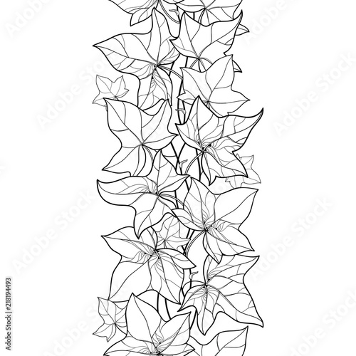 Vector vertical seamless pattern with outline Ivy or Hedera vines in black on the white background. Floral pattern with ornate Ivy foliage in contour style for summer design and coloring book.