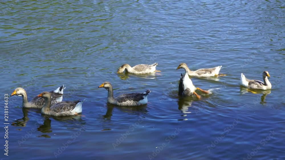Group of domestic geese swimming in blue river happily and eating water plants. Countryside eco farming concept. Real time 4k video footage. Group of domestic geese swimming in blue river happily and eating water plants. Countryside eco farming concept. Real time 4k video footage.