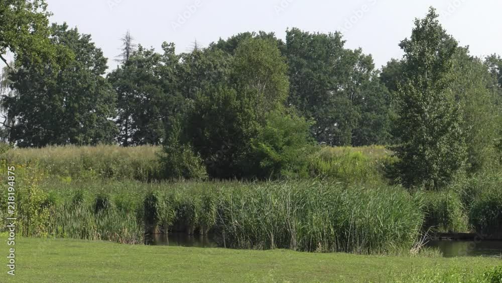 green rushes near the lake. Shallow depth of fields. green rushes near the lake. Shallow depth of fields.