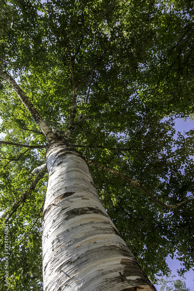 Fototapeta premium Birch Tree