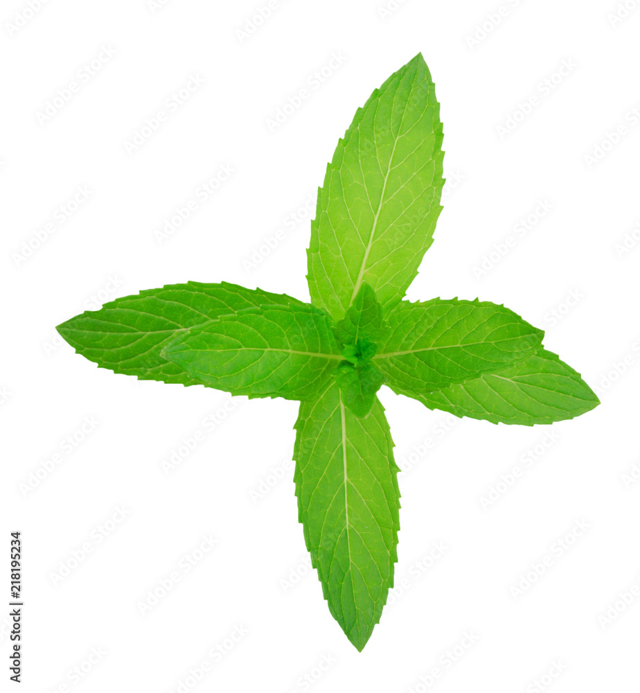 Fresh raw mint leaves isolated on white background Fresh raw mint leaves isolated on white background