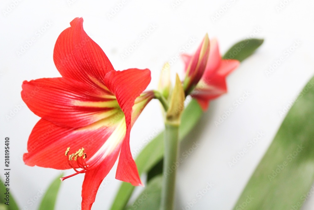 flowers flowers
