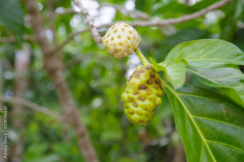 Noni fruit on the tree Noni fruit on the tree