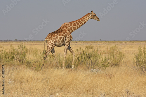 Steppengiraffe  giraffa camelopardalis  im Etosha Nationalpark  Namibia 