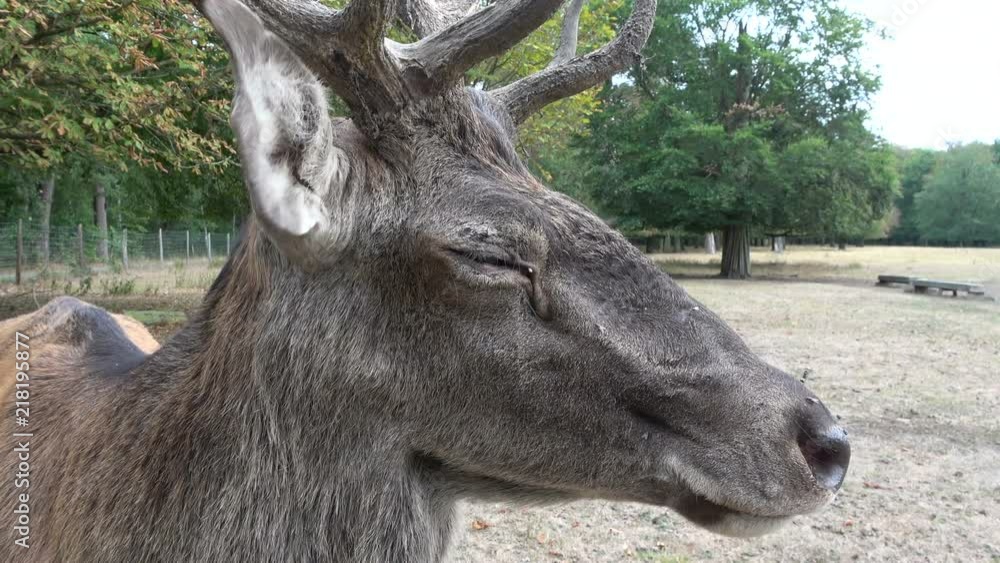 Alter Rothirsch, Rothirsch, Cervus elaphus, Rothirschgeweih Alter Rothirsch, Rothirsch, Cervus elaphus, Rothirschgeweih