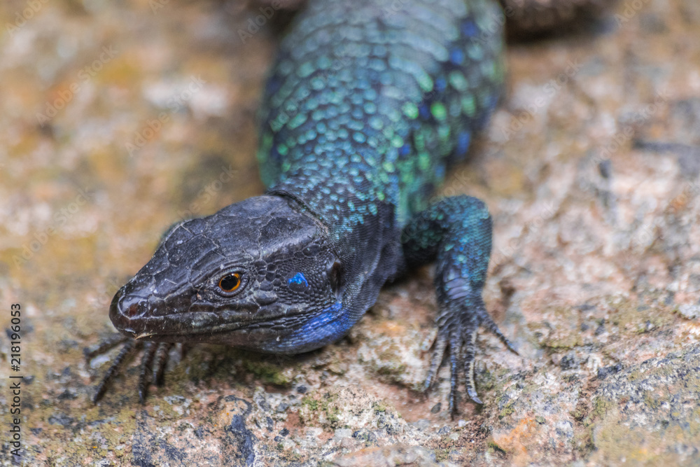 Gallotia galloti male lizard portrait, endemic Tenerife and La Palma lizard, Canary islands, Spain Gallotia galloti male lizard portrait, endemic Tenerife and La Palma lizard, Canary islands, Spain