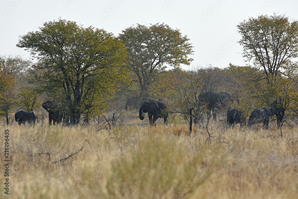 Fototapeta premium Afrikanische Elefanten im Etosha Nationalpark (Namibia)