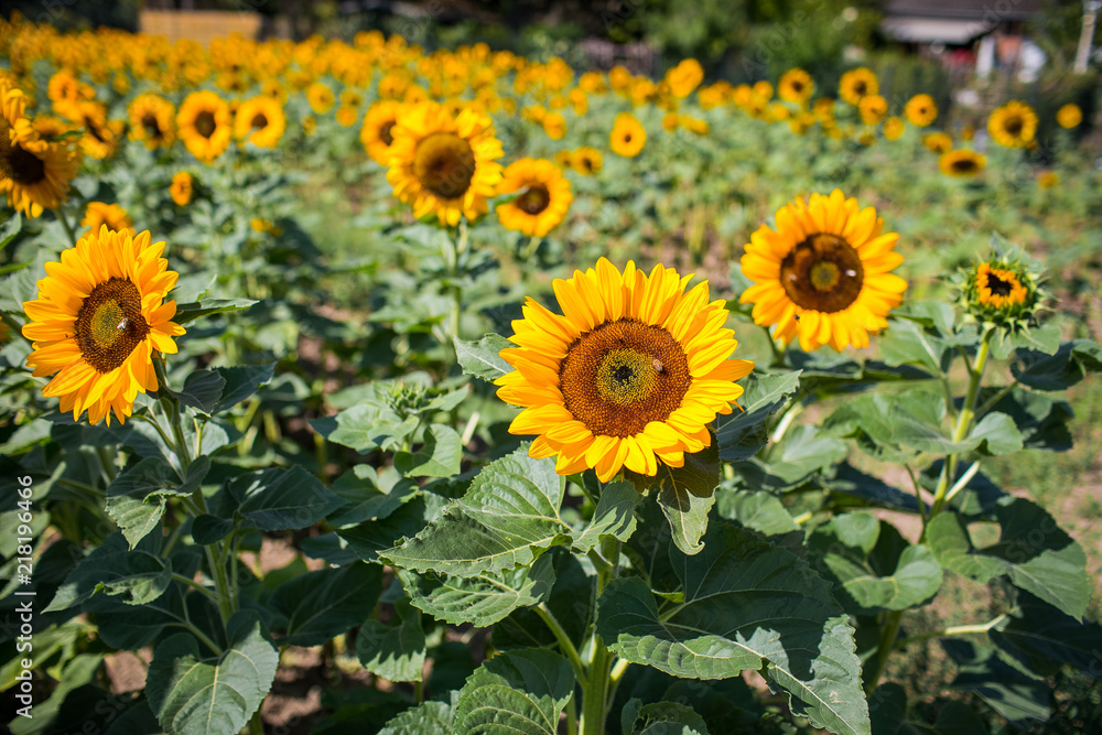 Sonnenblumenfeld Sonnenblumenfeld