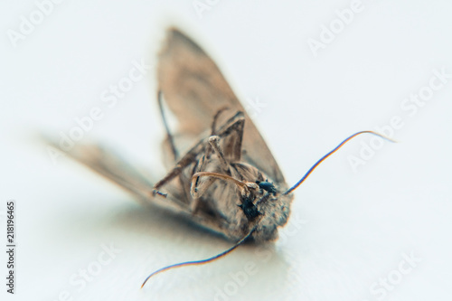 Mole. Dead Moth photo