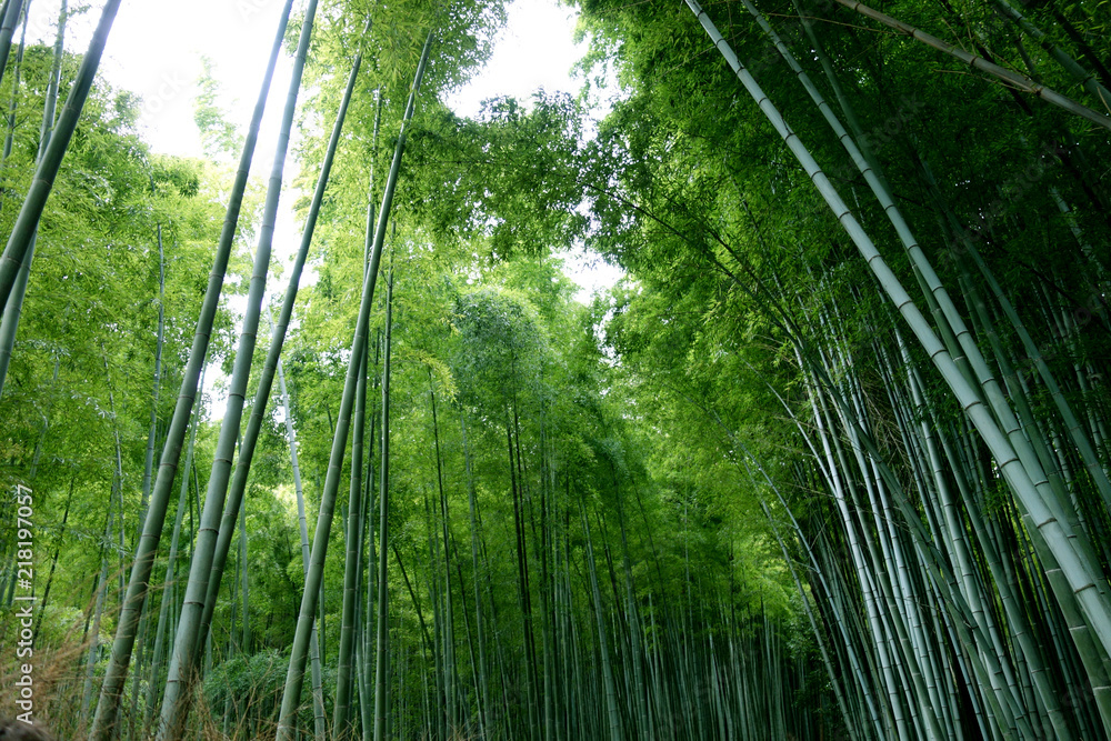 日本 京都 緑の竹藪 竹林 Japan Kyoto Green Bamboo Forest Bamboo Grove Stock Photo Adobe Stock