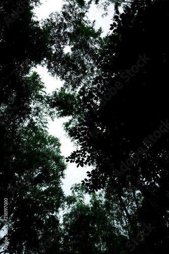 空を見上げる 暗い風景 森 Dark landscape looking up at the sky Forest