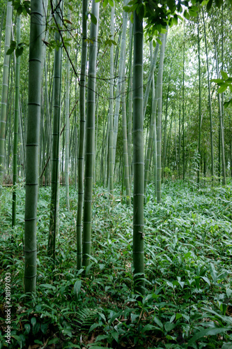 日本 京都 緑の竹藪 竹林 Japan Kyoto green bamboo forest bamboo grove